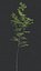 beech tree animation 3D model