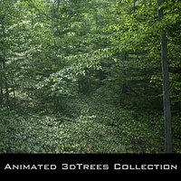 Animated Beech Tree Collection