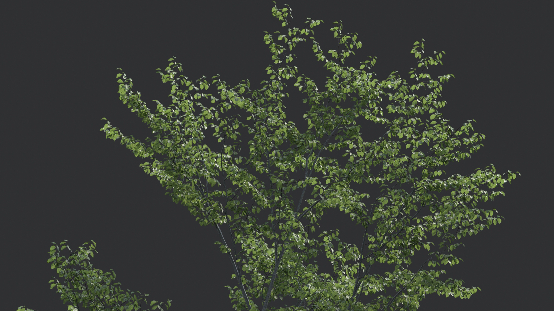 Beech Tree Animation 3D Model | 1149025 | TurboSquid