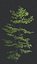 beech tree animation 3D model
