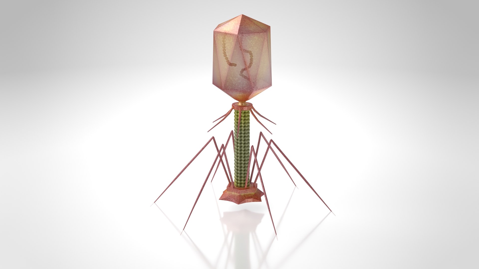 Bacteriophage 3D model https://p.turbosquid.com/ts-thumb/9C/WnLoGA/W3/bacteriophage4/jpg/1666197078/1920x1080/fit_q87/5e5e5bfbbe100893891028b7070b751bd14199e2/bacteriophage4.jpg