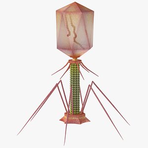 Bacteriophage