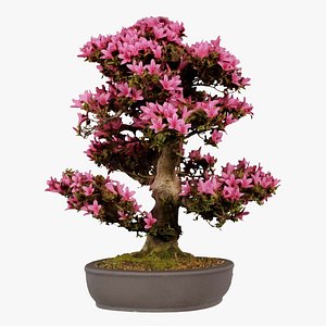 3D Satsuki Azalea Pink Rhododendron Indicum Bonsai Tree Remastered