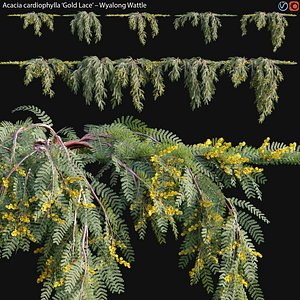 Acacia cardiophylla  02 3D model