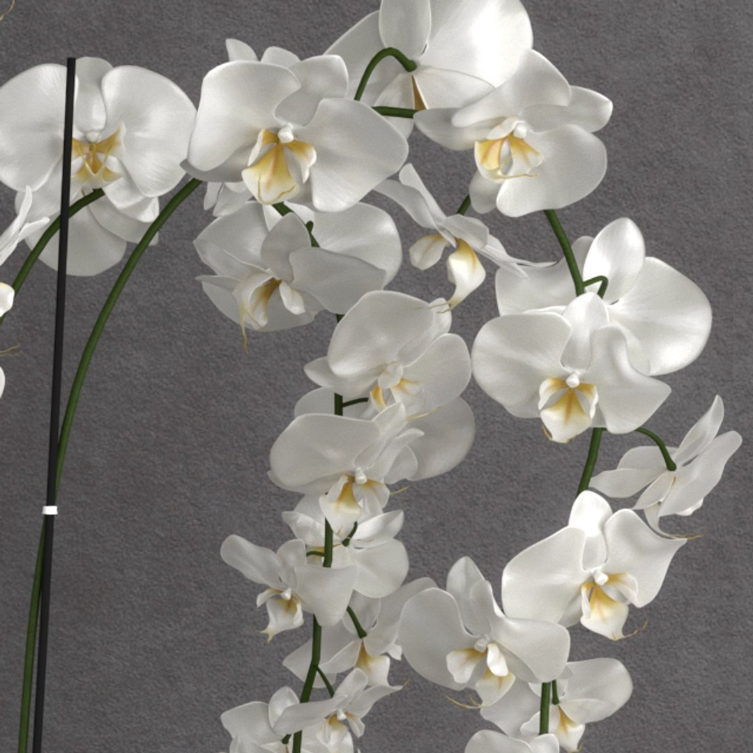 Orchid Plant Model - TurboSquid 1350114