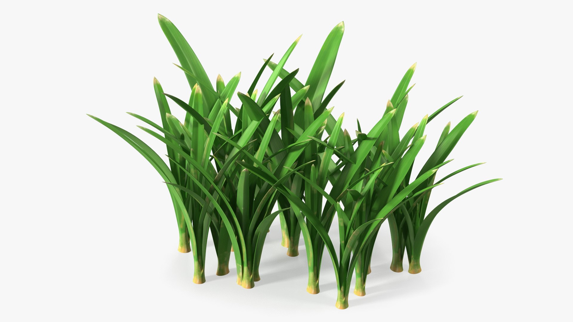Grass Clumps Collection 3D model preview