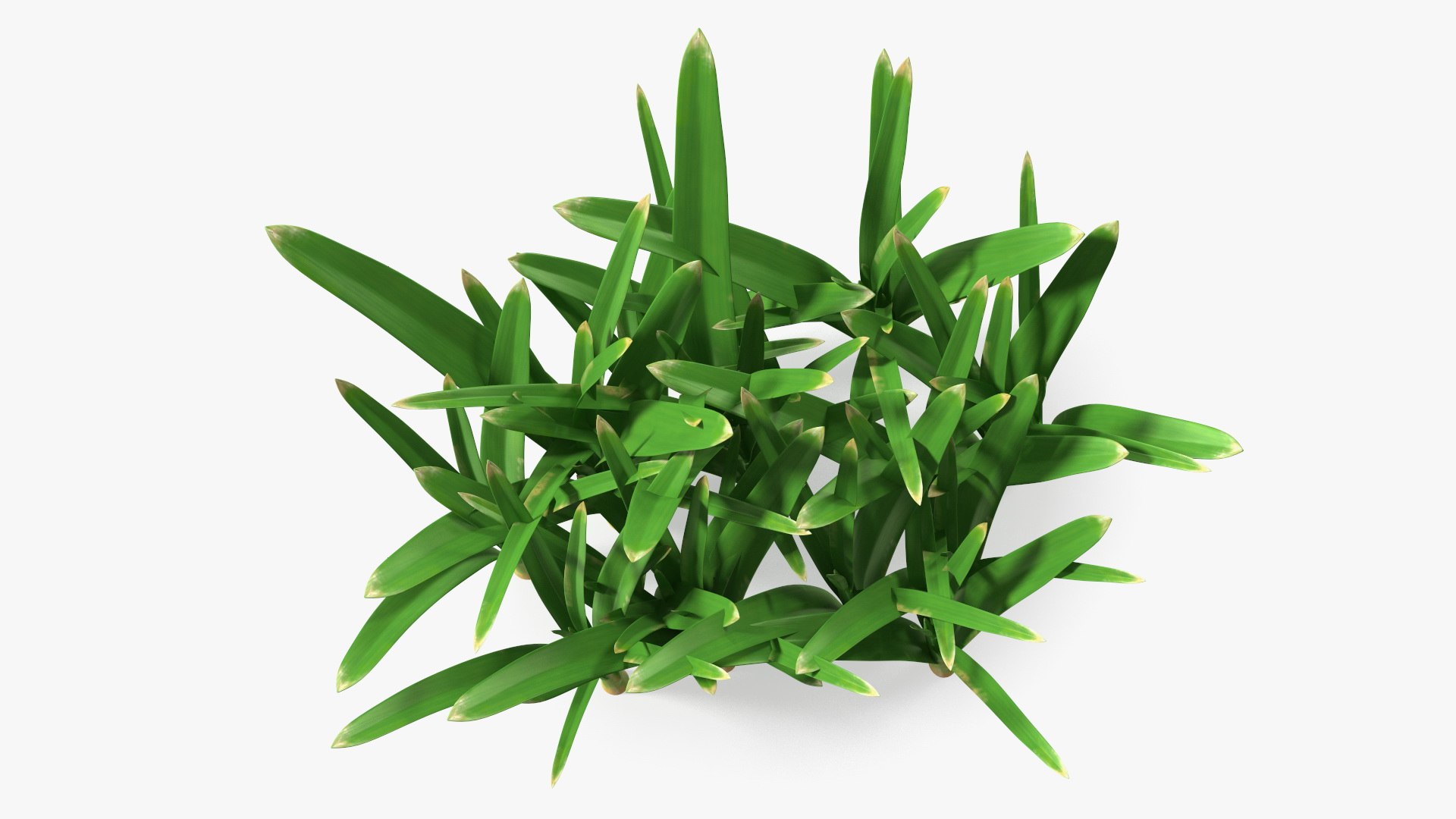 Realistic Grass Clump 3D Model - TurboSquid 2270537