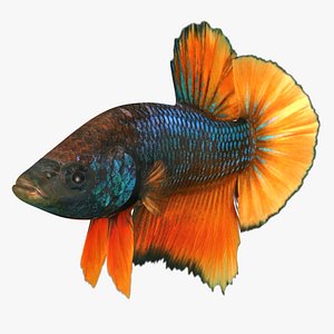 3D model female betta animation