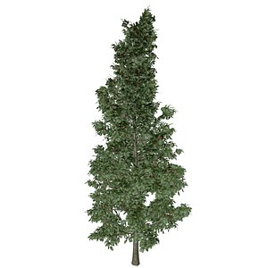 American Holly Tree - 05 - 3D