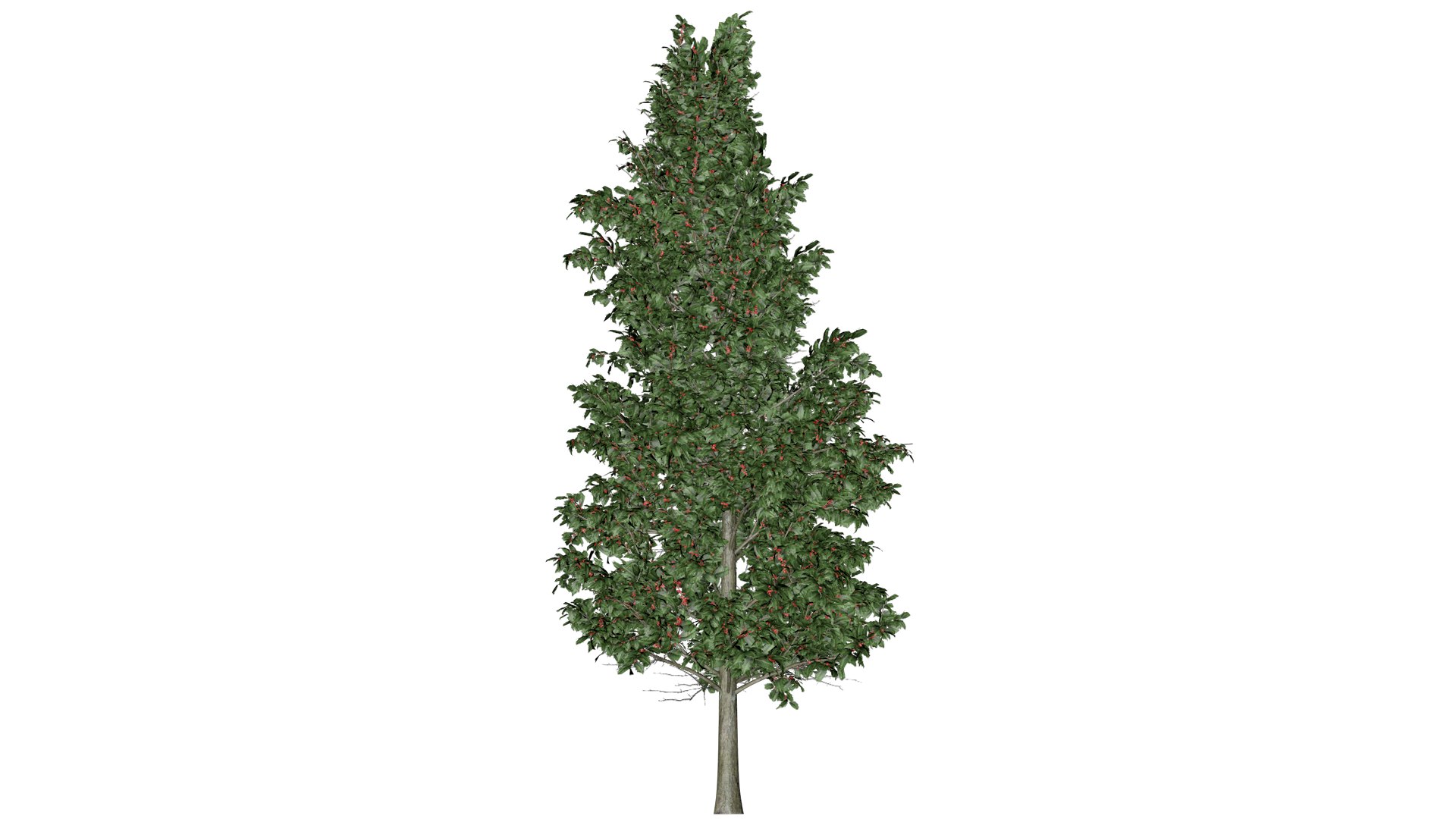 American Holly Tree - 05 - 3D - TurboSquid 2372081