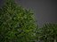 Collection de Troène commun PBR 2021 - Ligustrum Vulgare