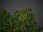 Collection de Troène commun PBR 2021 - Ligustrum Vulgare