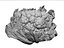 Cauliflower 8K  ULTRA HD