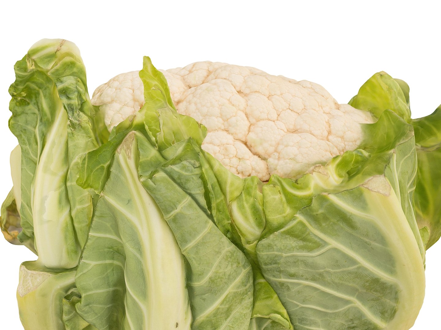 cauliflower ultra hd 8k 3d model https://p.turbosquid.com/ts-thumb/9D/SwxY4p/F1CP9WhA/0978/jpg/1431298154/1920x1080/fit_q87/4aace3bf8cfa3c53399c8f3a854ae49a91b7bace/0978.jpg
