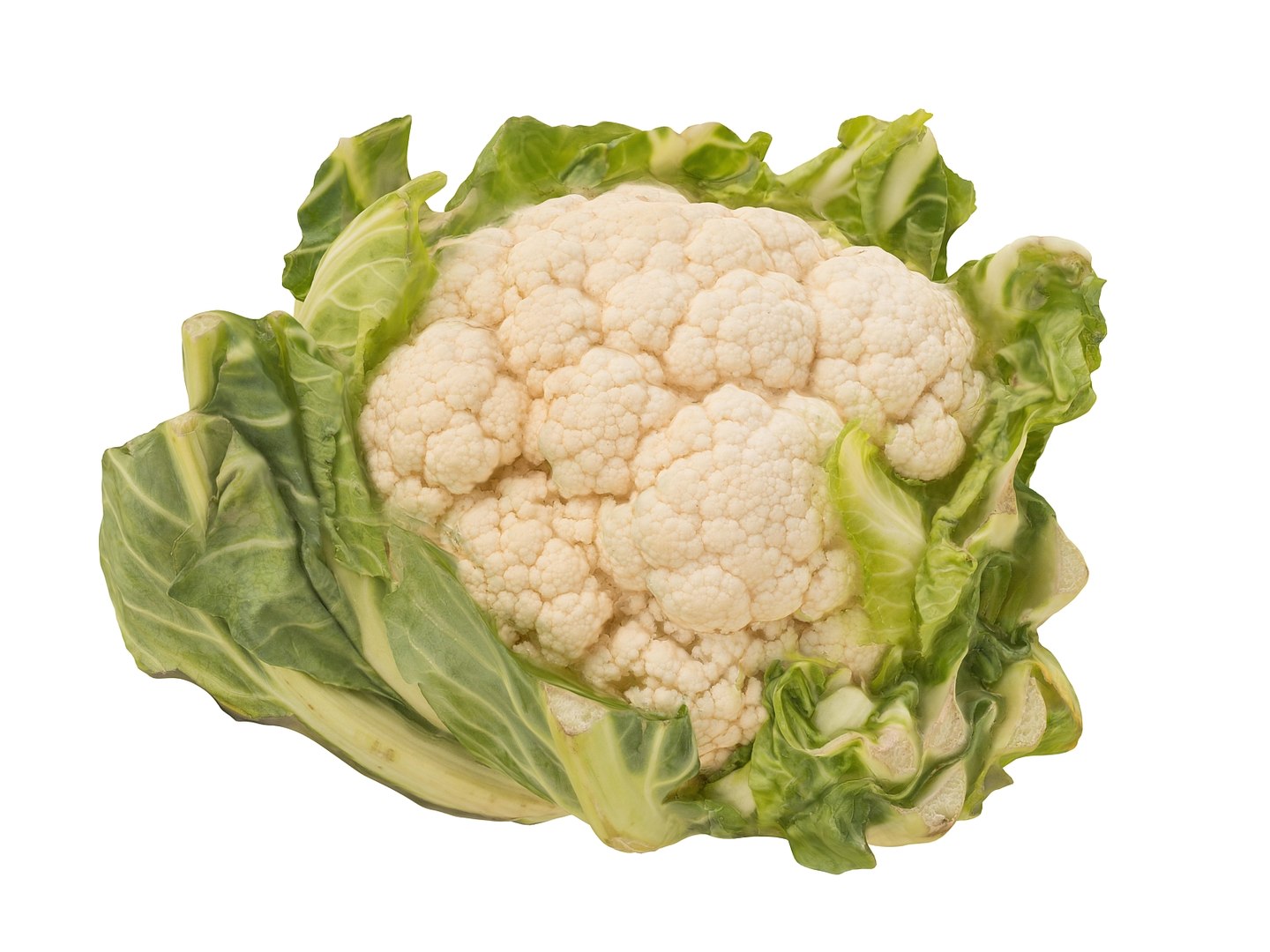 cauliflower ultra hd 8k 3d model https://p.turbosquid.com/ts-thumb/9D/SwxY4p/P1PRbYZN/097/jpg/1431298154/1920x1080/fit_q87/687571dd5d331a52b785d7be92505dad988741cb/097.jpg