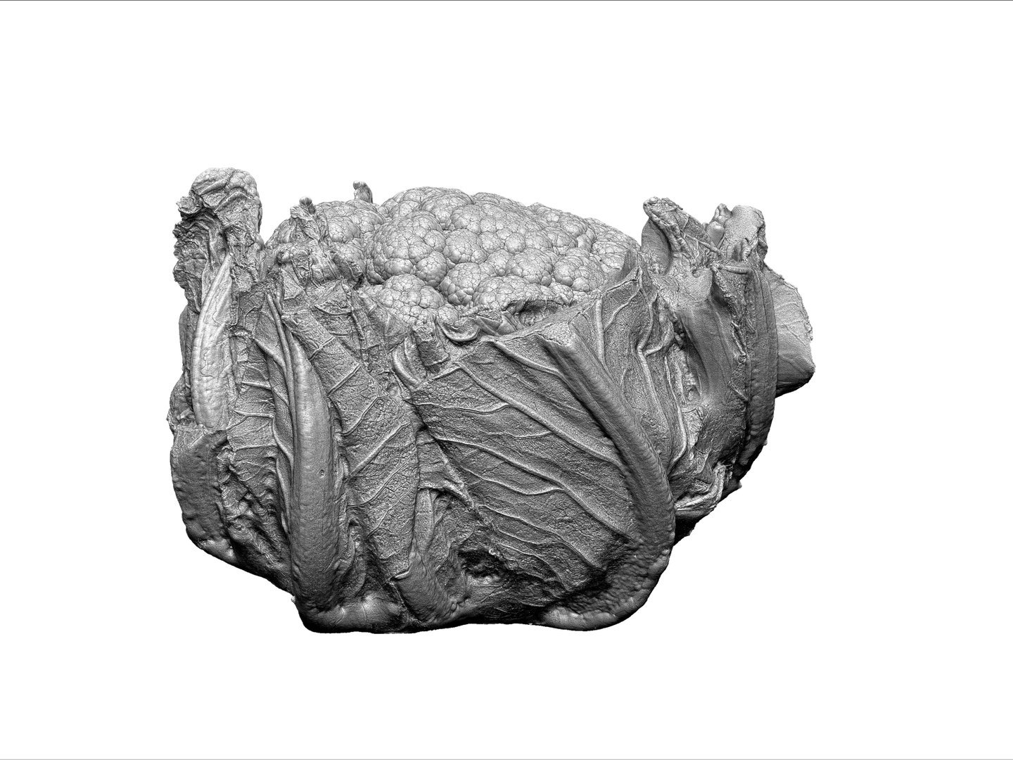 cauliflower ultra hd 8k 3d model https://p.turbosquid.com/ts-thumb/9D/SwxY4p/S1pVQa1A/66543/jpg/1431298164/1920x1080/fit_q87/39b2133c8f27955808e25e9554f8278cee0def75/66543.jpg