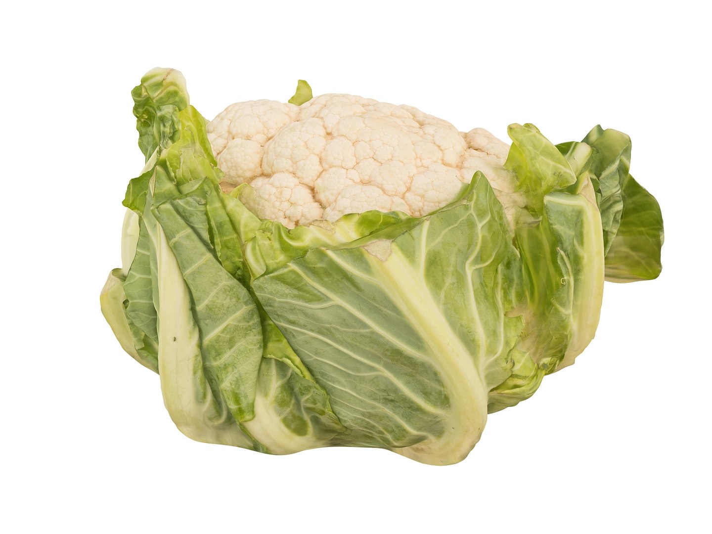 cauliflower ultra hd 8k 3d model https://p.turbosquid.com/ts-thumb/9D/SwxY4p/dTqnSgFd/09789/jpg/1431298154/1920x1080/fit_q87/5b2a430e9c415c786feaebd20fd982c6fe3be58a/09789.jpg