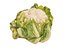 Cauliflower 8K  ULTRA HD