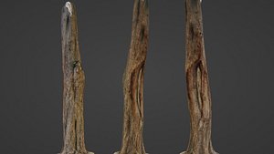 3D Trunk