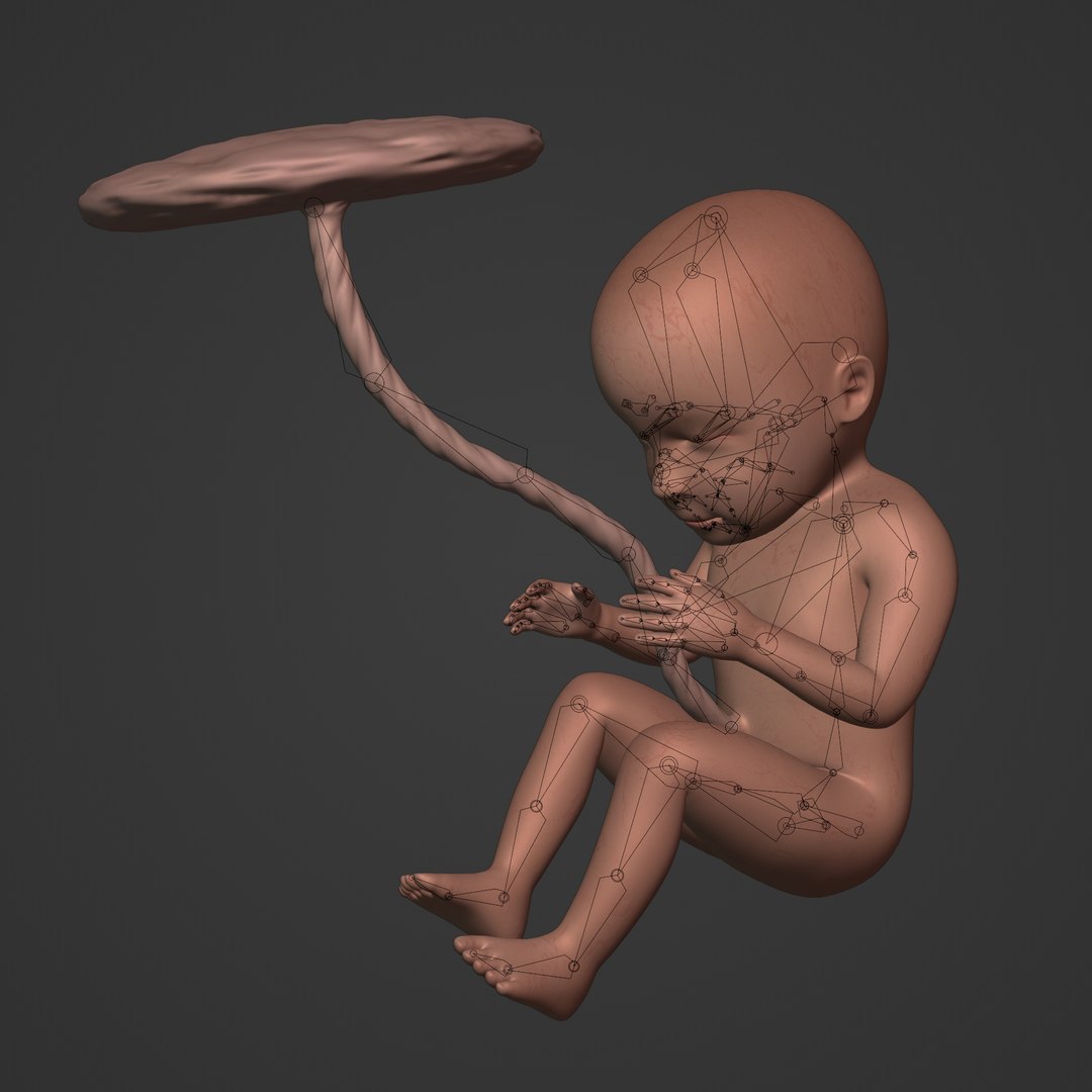 3D fetus anatomy https://p.turbosquid.com/ts-thumb/9D/niq150/0C/i2/jpg/1650379597/1920x1080/fit_q87/c96c39b66d334bc8c820d22dedd7b6846d2f542c/i2.jpg
