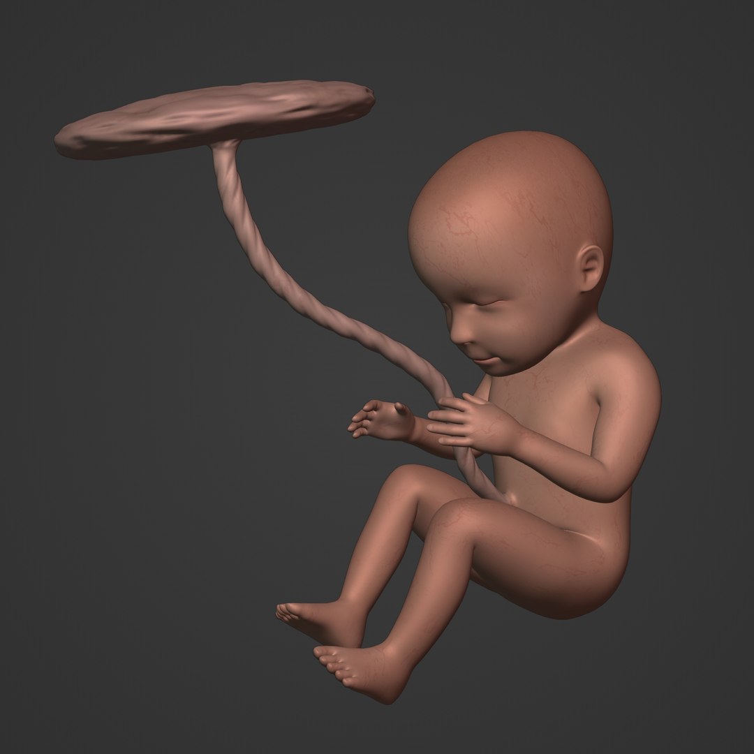 3D fetus anatomy https://p.turbosquid.com/ts-thumb/9D/niq150/29/i3/jpg/1650379594/1920x1080/fit_q87/766b54a88bc82fc7e0dc2b5f20378fbc18d71273/i3.jpg