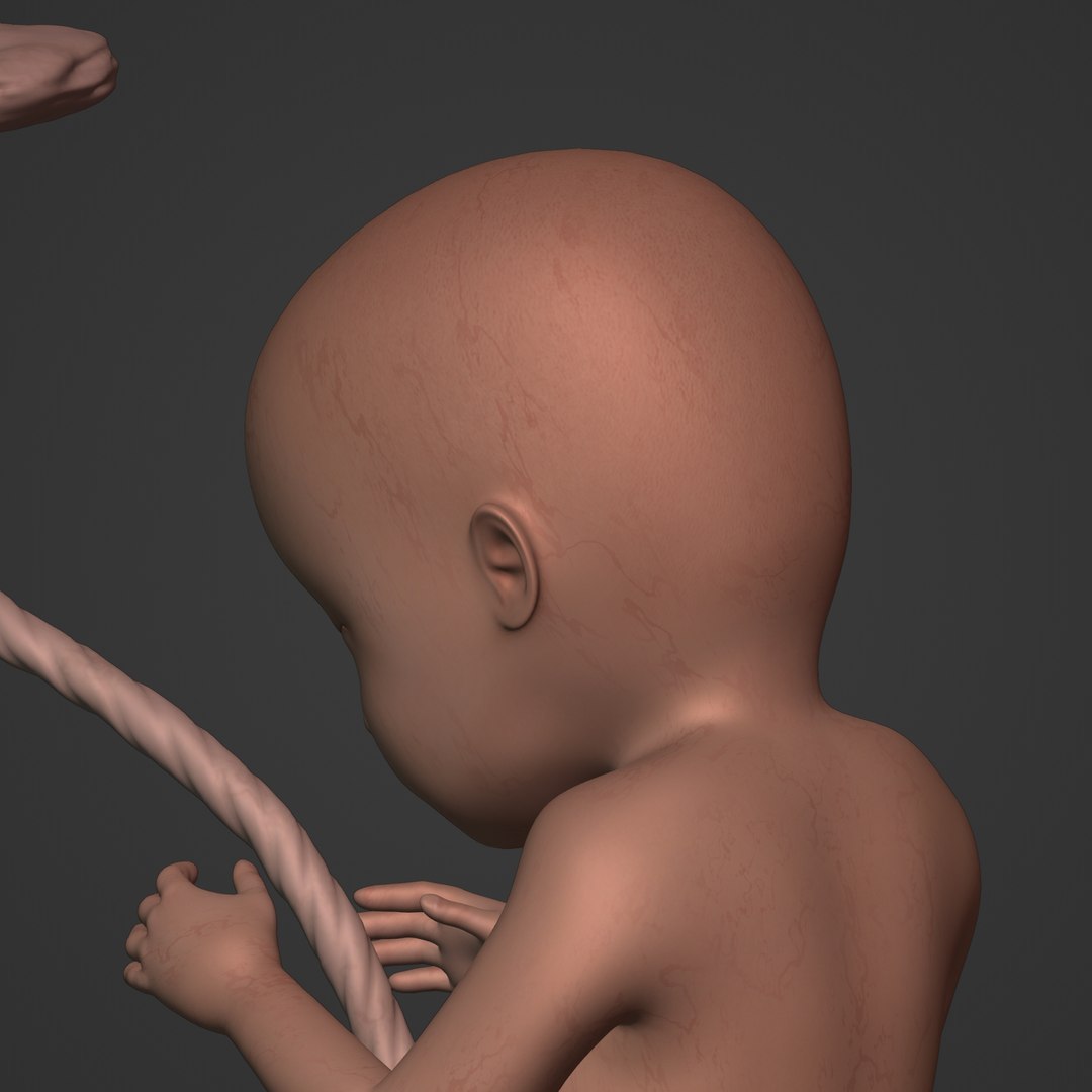 3D fetus anatomy https://p.turbosquid.com/ts-thumb/9D/niq150/2y/i24/jpg/1650381069/1920x1080/fit_q87/7c0a39f09809b4c18aaa040903e73eed5b3cf180/i24.jpg