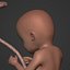Human Fetus Week 30 - with FK Rig