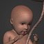 Human Fetus Week 30 - with FK Rig