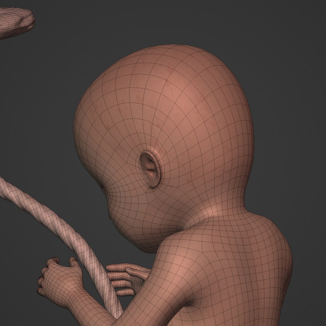 3D fetus anatomy https://p.turbosquid.com/ts-thumb/9D/niq150/7A/i25/jpg/1650381293/1920x1080/fit_q87/3e29de0d20cce5b444597ff1f293932cddb32700/i25.jpg