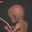 Human Fetus Week 30 - with FK Rig