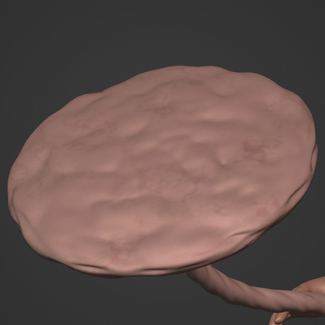 3D fetus anatomy https://p.turbosquid.com/ts-thumb/9D/niq150/DD/i28/jpg/1650380479/1920x1080/fit_q87/1d043264f2375acab3968564bfcc18e3f4c997cf/i28.jpg
