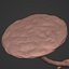 Human Fetus Week 30 - with FK Rig