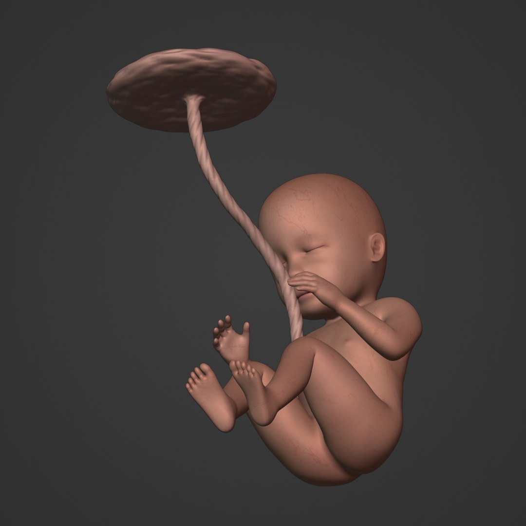 3D fetus anatomy https://p.turbosquid.com/ts-thumb/9D/niq150/Di/i18/jpg/1650381204/1920x1080/fit_q87/02e5db70deb599f23d1c916a8e2940b53813cd09/i18.jpg