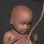 Human Fetus Week 30 - with FK Rig