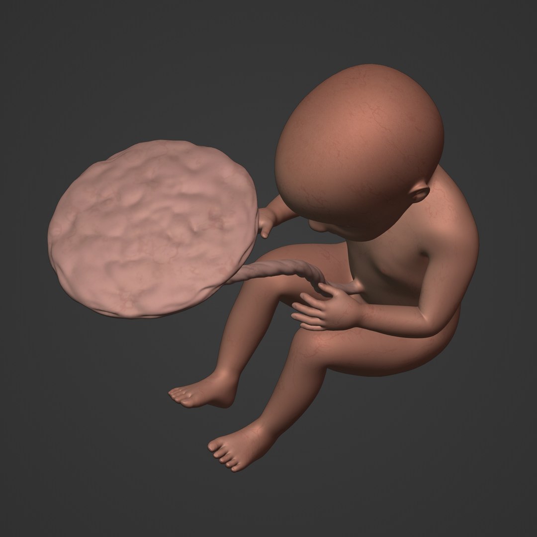 3D fetus anatomy https://p.turbosquid.com/ts-thumb/9D/niq150/Og/i16/jpg/1650380807/1920x1080/fit_q87/2846a80652df3316acf124e24eeb5d334473d929/i16.jpg