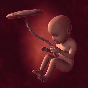 Human Fetus Week 30 - with FK Rig