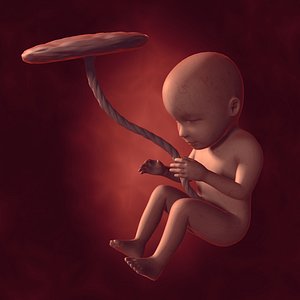 Human Fetus Week 30 - with FK Rig
