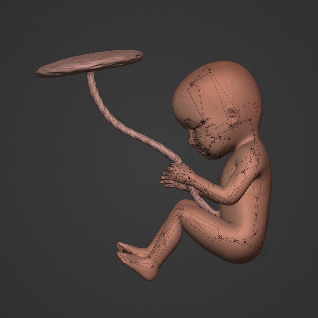 3D fetus anatomy https://p.turbosquid.com/ts-thumb/9D/niq150/Xa/i5/jpg/1650379634/1920x1080/fit_q87/3c60a1e2dcfd5dd02813869c75812b3473da65cd/i5.jpg