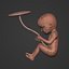 Human Fetus Week 30 - with FK Rig