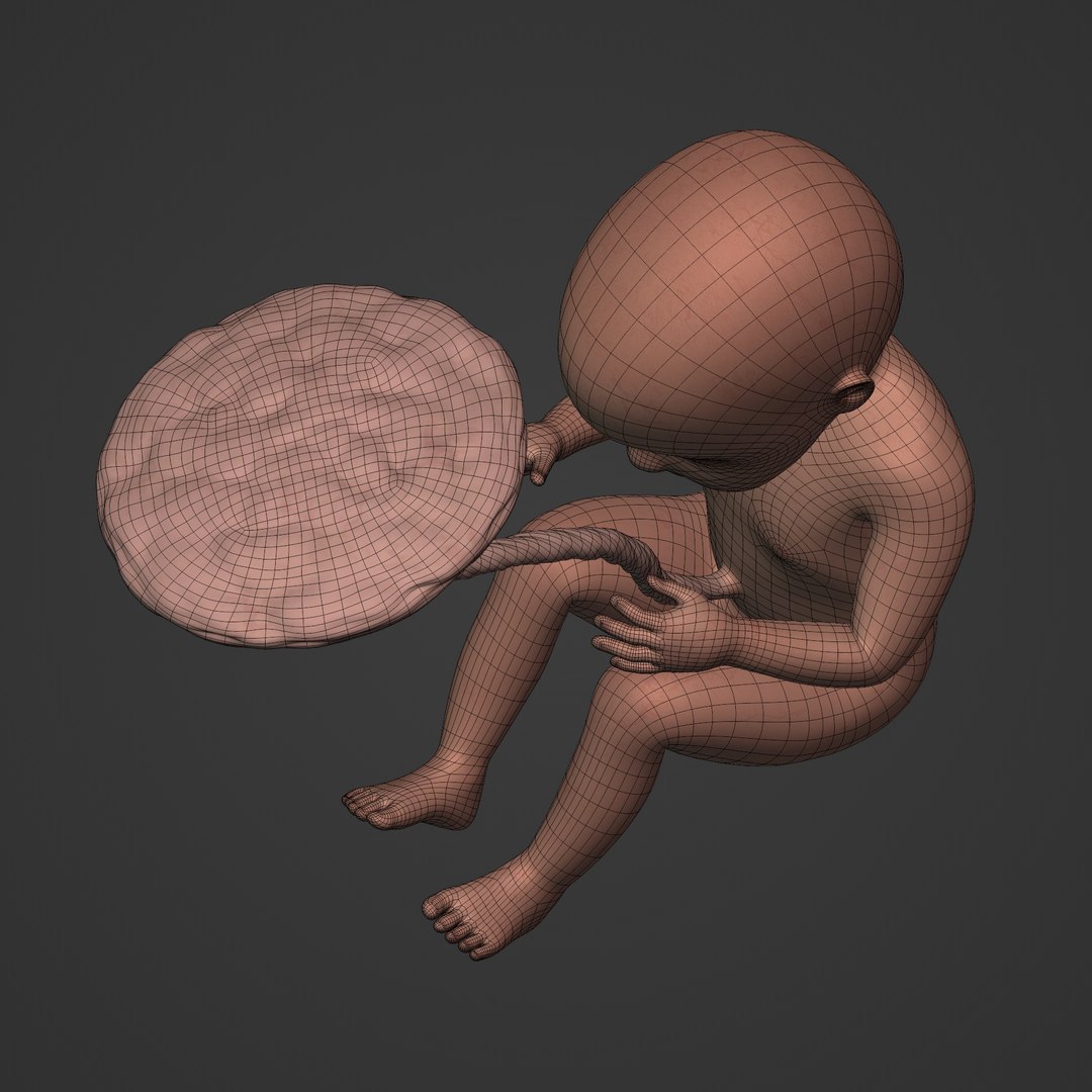 3D fetus anatomy https://p.turbosquid.com/ts-thumb/9D/niq150/fb/i17/jpg/1650381028/1920x1080/fit_q87/fc1dc289b746bb468796553989ca1d1b793cbd63/i17.jpg