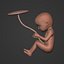 Human Fetus Week 30 - with FK Rig
