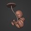 Human Fetus Week 30 - with FK Rig