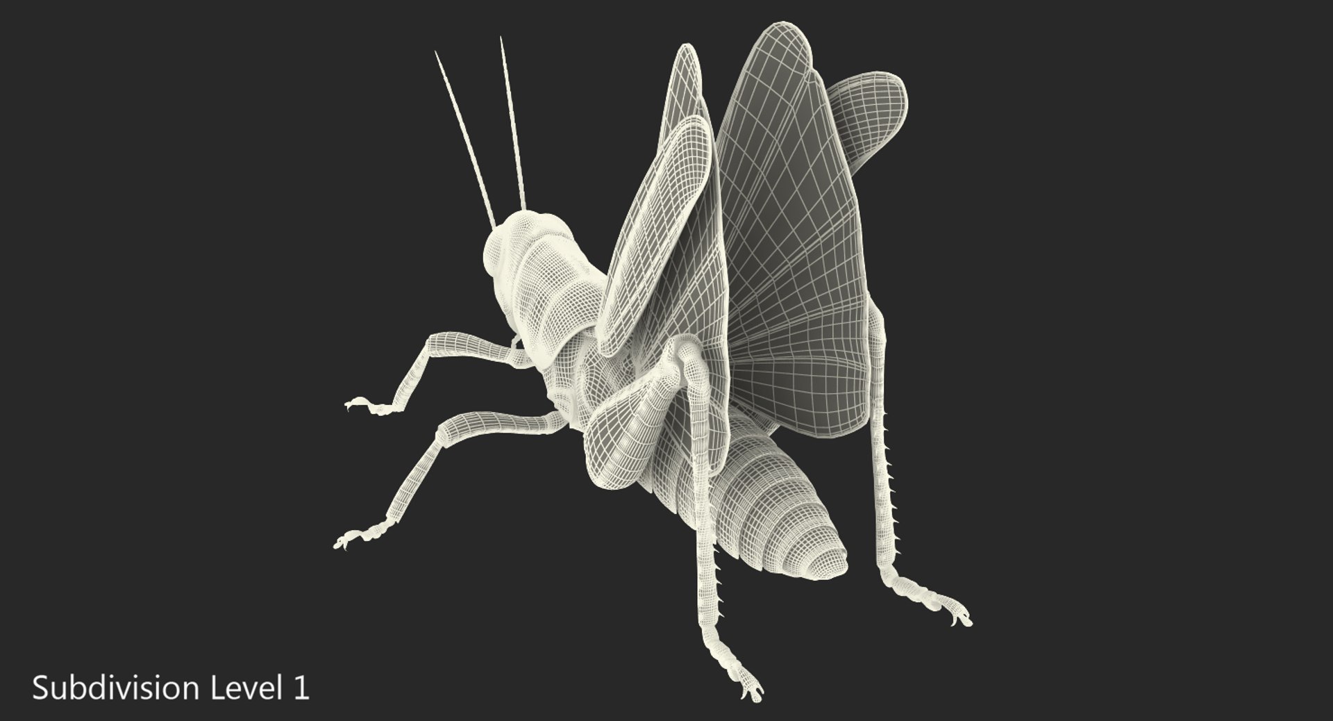 3D Grasshopper Rigged - TurboSquid 1244138