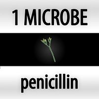penicillin - penicillium chrysogenum