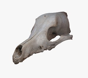 Roe Dear Skull