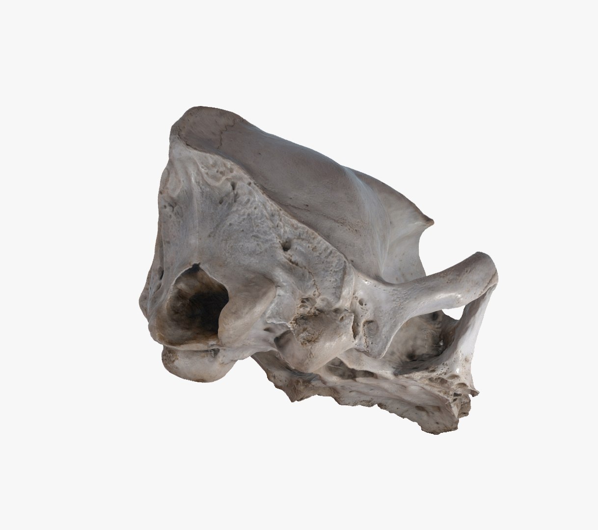 Roe Dear Skull 3d Model