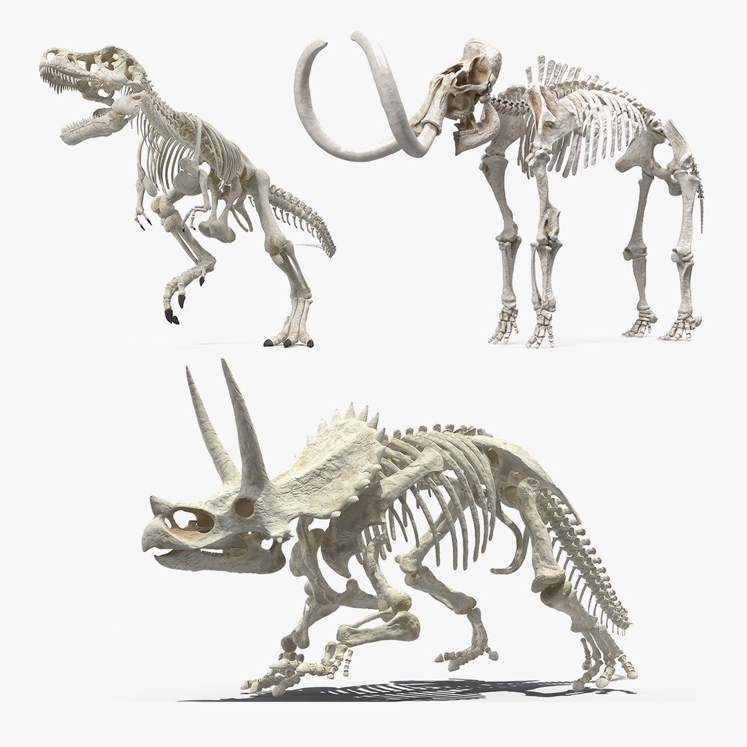 3D model Rigged Dinosaur Skeletons Collection https://p.turbosquid.com/ts-thumb/9D/yPtkr6/4R/rigged_dinosaur_skeletons_collection_000/jpg/1730258668/1920x1080/fit_q87/52c7f29a8679ae734c4b2827e1cb9f8cd69b8ab3/rigged_dinosaur_skeletons_collection_000.jpg