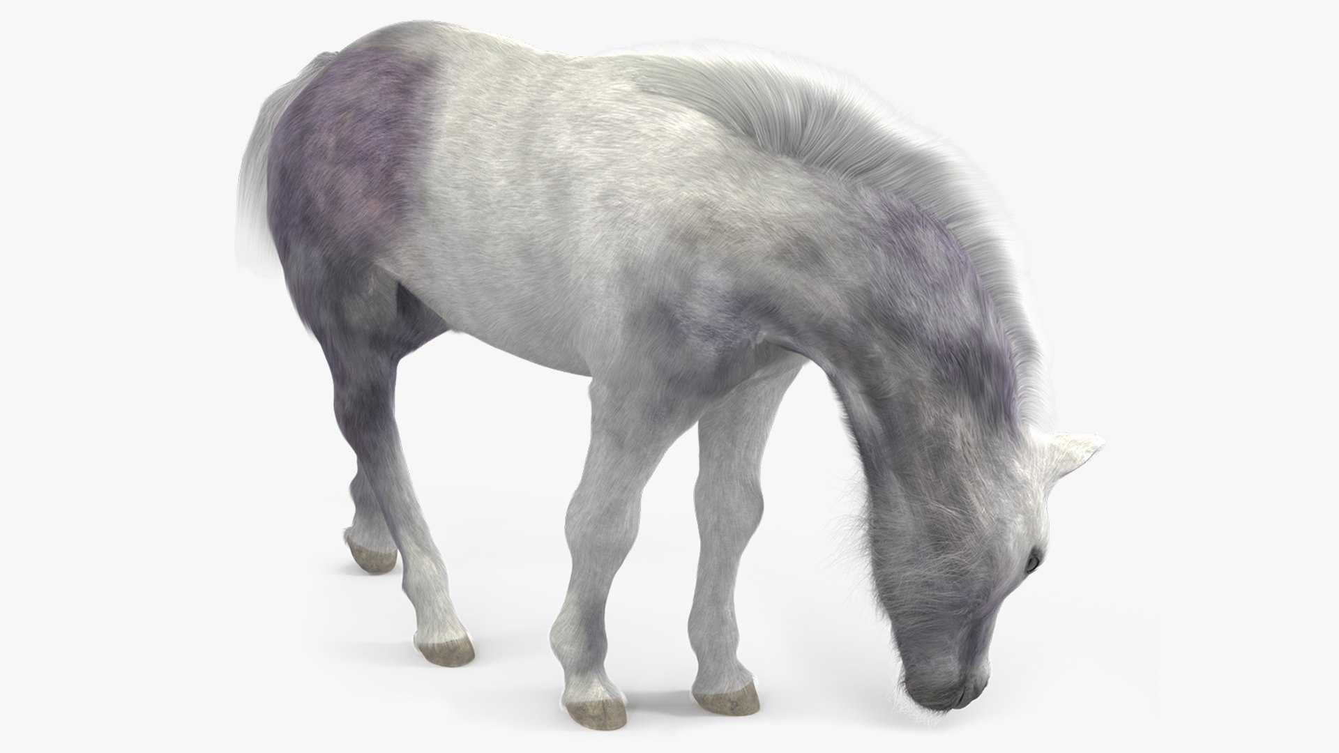 White Shetland Pony in Grazing Pose Fur 3D model preview