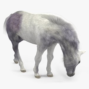 3D White Shetland Pony in Grazing Pose Fur model