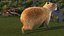 3D Capybara Walking Pose Fur